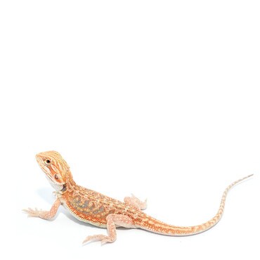 Rainbow Dunner Bearded Dragon